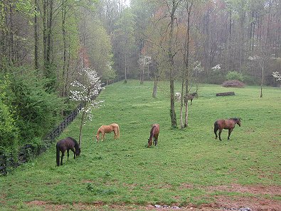 Rear pasture in the springtime.
