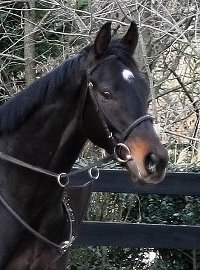 Thoroughbred Horse for Sale