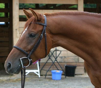 OTTB - Brett has filled out and become a gorgeous horse.