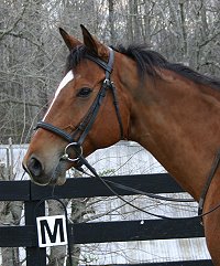 Daring Deeds is one our our Thoroughbred horses for sale at Bits & Bytes Farm.