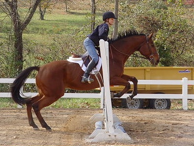 OTTB Fame For a Day has learned to jump and does hunter paces.
