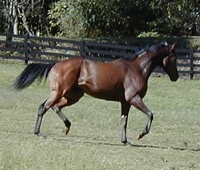 French Made was one of the first horses for sale ever at Bits & Bytes Farm. September 2001.