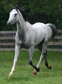 Grayboo - Thoroughbred horse for sale.