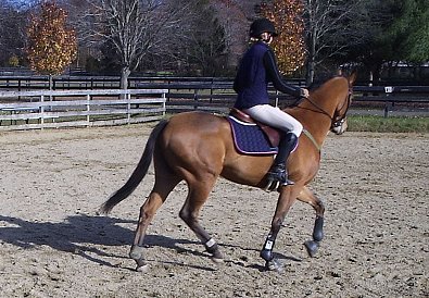 OTTB Heather's Best is now a Thorougbred sport horse.