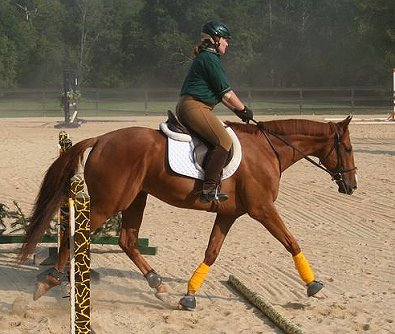 OTTB - Honor and Valor with Dana McLean. Photo by Gertjan van Roekel