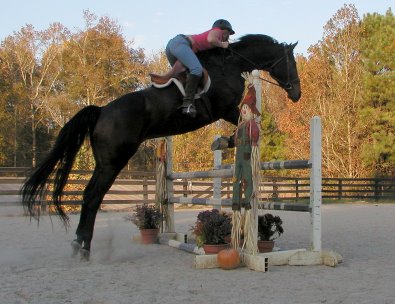 Irish Morning Mist - a 17 hh Thoroughbred horse for sale - November 5, 2005