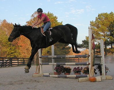 Irish Morning Mist is a very large bay Thoroughbred horse for sale - November 5, 2005