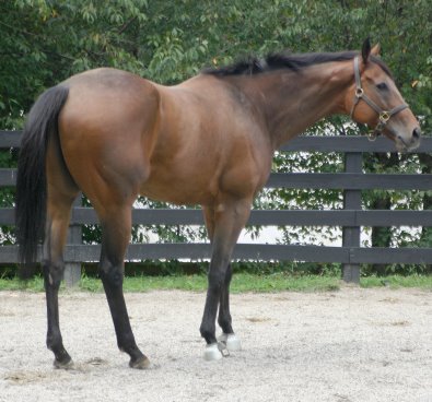 Knight Villain - Bits & Bytes Farm Thoroughbred horses for sale