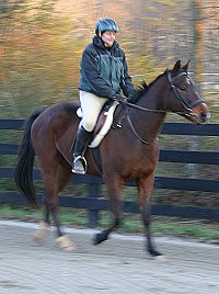 My Sparky Boy is a horse for sale at Bits & Bytes Farm.