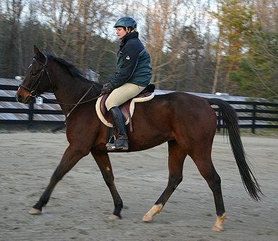 Bay Thoroughbred gelding for sale - hunter prospect. My Sparky Boy