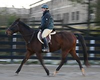 Thoroughbred horse for sale at Bits & Bytes Farm.
