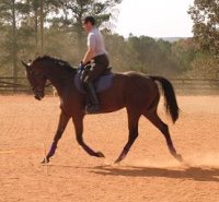 Painted Dancer aka "Tango" with dressage trainer, Ajax Sugier. November 2005