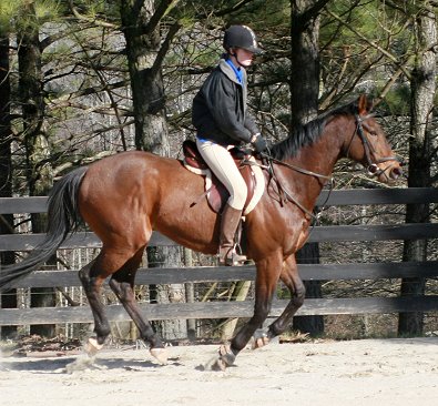 Thoroughbred horse for sale -Pride of the Fox - February 11, 2007