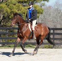 Thoroughbred horse for sale -Pride of the Fox - February 11, 2007