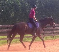 Painted Dancer was a former Prospect Horse for Sale on the Bits & Bytes Farm Web site. August 2005