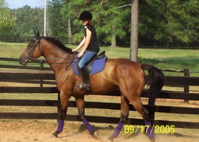 Painted Dancer aka "Tango" being ridden by a 12 year old girl