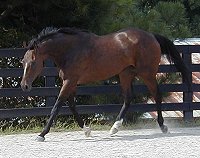 Thoroughbred horses for sale.