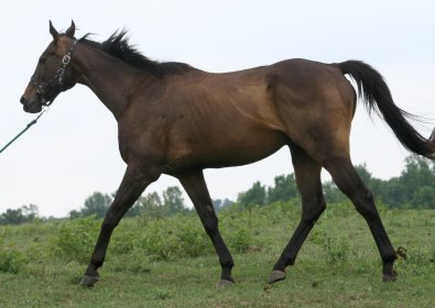OTTB - Queen's Rowdy Lad needs a new home. He is currently sun bleached from being pasture boarded. 