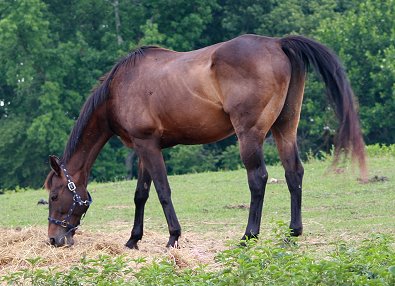 Thoroughbred horse for sale in Canton, Georgia