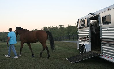 Southern Legacy arrives at his new home in north Georgia near Helen, GA!