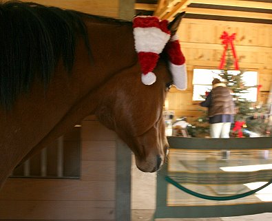 Southern Legacy checks out the gifts under his Christmas tree. 