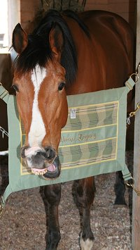 Southern Legacy has a big new stall with his name on the stall guard.
