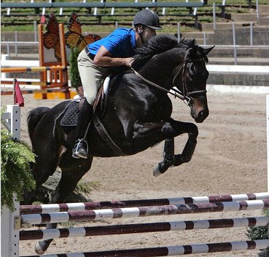 OTTB - Wiseguy's Out is a successful hunter/jumper
