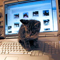L'il Bit helps out choosing photos. June 3, 2008