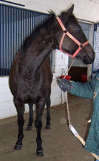 Coin Maker was a Prospect Horse For Sale in February 2007.