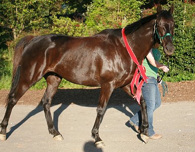 "Coin" was a former Prospect Horse for sale in February 2007. 
