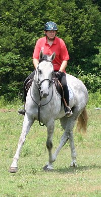 Four year old grey Thoroughbred gelding for sale.