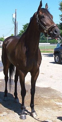 K O River Crossing was a Prospect Horse For Sale in July 2007