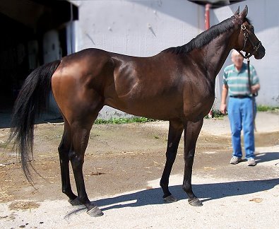 K O River Crossing was a Prospect Horse For Sale in July 2007