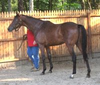Little Silic at home in Long Island. September 2007. 