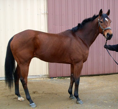 Thoroughbred horse for sale.
