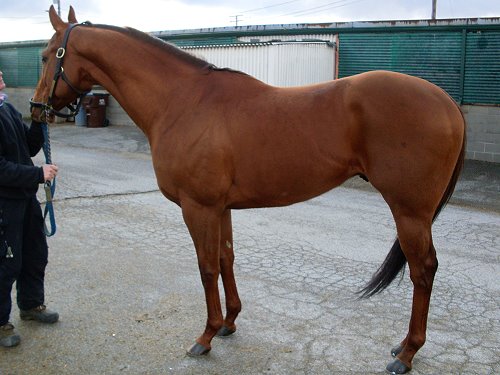 Brutus is a chestnut Thoroughbred horse for sale directly from the race track.