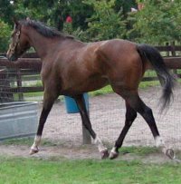Former Prospect Horse for Sale - Artrageous is a gorgeous mover.