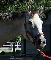 Cherish the Groom - greyThoroughbred  mare