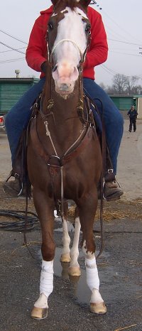 Outlaw looks like a paint but he is a registered Thoroughbred who has raced.