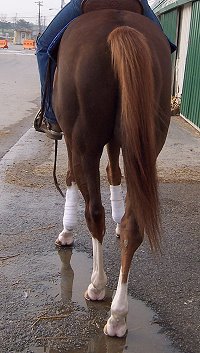 Colored Thoroughbreds. Paint Thoroughbred horse for sale.