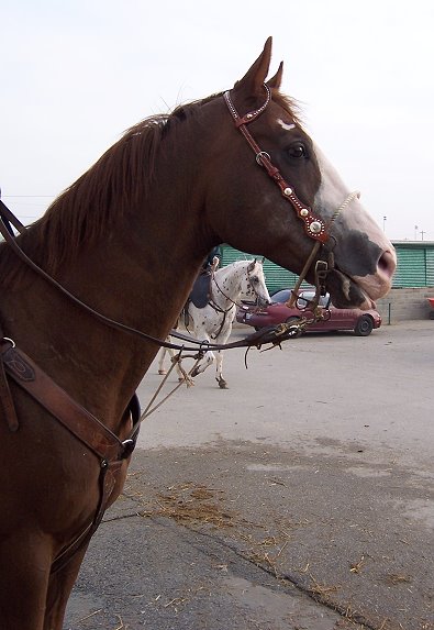 Spotted Thoroughbred. 