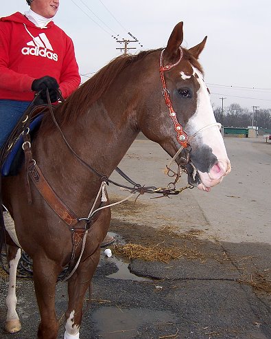 Call for more information on this paint Thoroughbred.