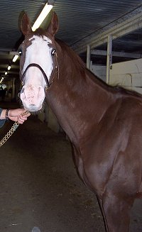 Paint Thoroughbred for sale.