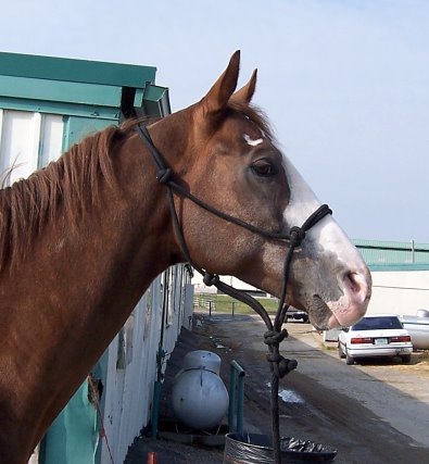 Spotted Thoroughbred. 