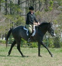 Her canter is by far her best gait, she has a slow, steady, ground covering stride that is fun and easy.