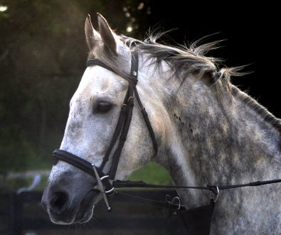 Grey horse for sale - Sing D Song is a son of Unbridled's Song.