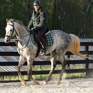 OTTB - Sing D Song is doing extremely well with his training. 