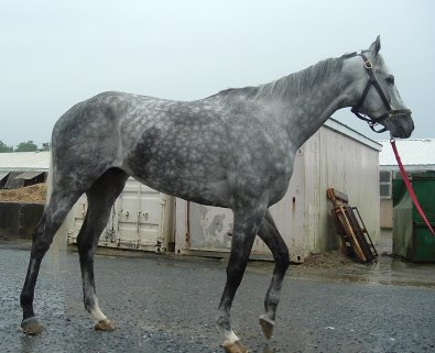 Sing D Song was a gorgeous gray Thoroughbred horse for sale.