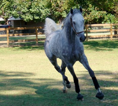 Sing D Song is a beautiful grey Thoroughbred who was for sale as a Prospect Horse in September 2006