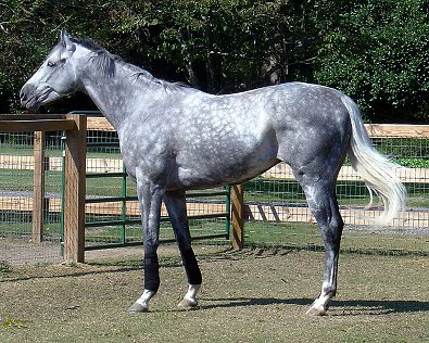 Sing D Song is a beautiful grey Thoroughbred who was for sale as a Prospect Horse in September 2006